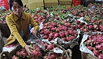 Bài 2: Xuất khẩu trái cây gặp khó