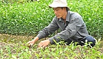 Bài 3: Giải pháp đồng bộ để phát triển bền vững vườn cây ăn trái