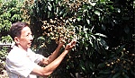Trồng nhãn Ido 