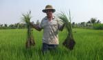 Sản lượng lương thực năm 2014 ước đạt gần 1,37 triệu tấn