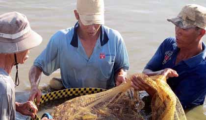 Thu hoạch tôm tại thị xã Vĩnh Châu (Sóc Trăng). Ảnh: Trung Hiếu/TTXVN