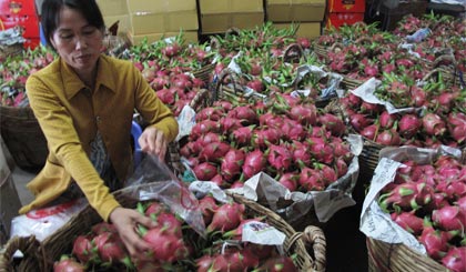 Diện tích và sản lượng thanh long của tỉnh đang tăng, cần được mở rộng thị trường xuất khẩu.