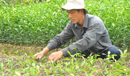 Cây giống được ngành Nông nghiệp đặc biệt quan tâm trong thời gian tới.