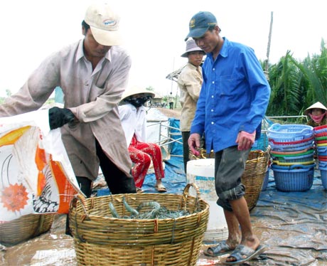 Tiếp tục phát huy những kết quả đạt được, trong năm 2015 tỉnh có kế hoạch thả nuôi tôm 5.517 ha với 2.650 triệu giống (ảnh chụp ở  xã Phú Tân,  huyện Tân Phú Đông).                                                                                                                                                                                                                                                                          Ảnh: TRÍ QUANG