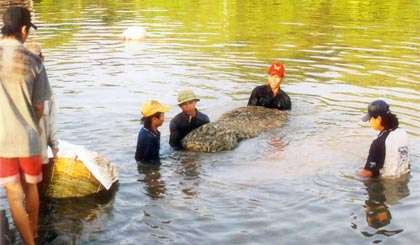 Dù còn không ít khó khăn nhưng nghề nuôi tôm nước lợ năm 2014 vẫn thắng lợi. (ảnh chụp ở xã Phước Trung, huyện Gò Công Đông)