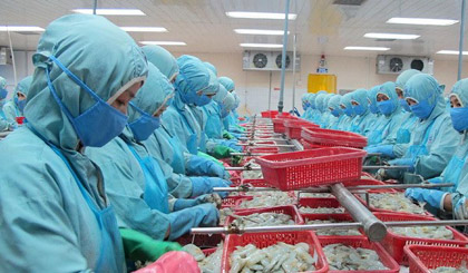 Chế biến tôm xuất khẩu. (Ảnh: Trung Hiếu/TTXVN)