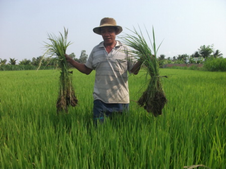 Sản lượng và năng suất lúa năm 2014 đạt và vượt kế hoạch đề ra.
