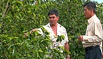 Tân Phước: Tổng kết mô hình trình diễn xử lý mãng cầu