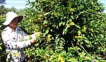 Nhà vườn 