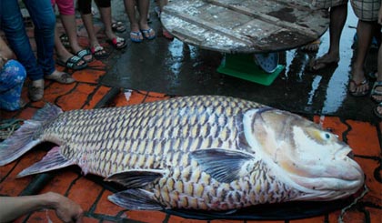 Con cá hô vàng nặng 130kg.