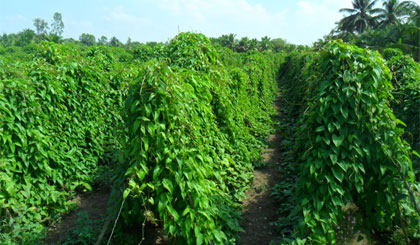 Ruộng khoai mỡ xanh mượt, sắp sửa thu hoạch.