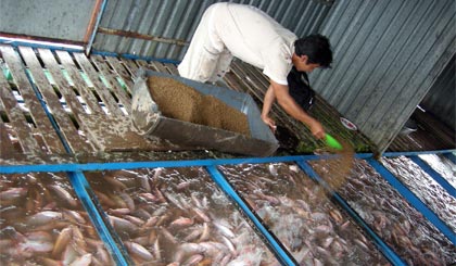 Nuôi cá rô phi hồng trên lồng bè ở xã Thới Sơn, TP. Mỹ Tho.