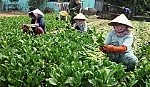 TX.Gò Công nhận cờ dẫn đầu qua thực hiện chuyên đề 