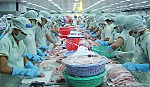Những điểm khó trong quy định về nuôi, chế biến, xuất khẩu cá tra
