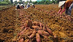 Khoai lang có giá - người trồng phấn khởi
