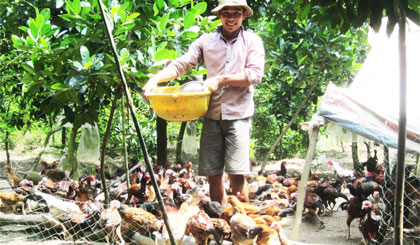 Anh Tân cho gà ăn.