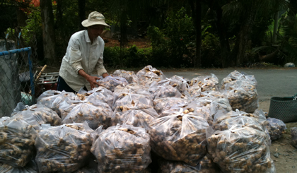 Gừng loại tốt được mua với giá 220.000 đồng/kg