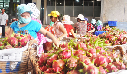 Đóng gói thanh long xuất khẩu.