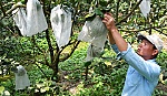 Trái cây tết: Nhà vườn 