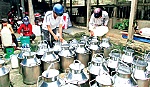 Gò Công Tây: Phát triển mô hình chăn nuôi bò