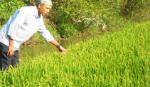 Huyện Cai Lậy: Nông dân ra quân thi đua lao động sản xuất đầu năm