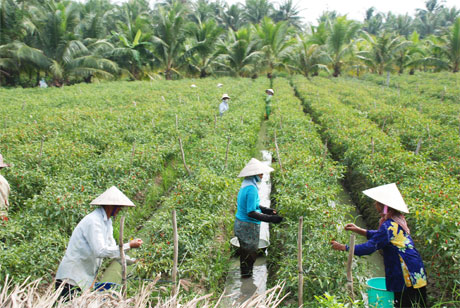 Phong trào thi đua nông dân SXKD giỏi ở huyện Chợ Gạo đã tạo động lực cho nhiều hộ nông dân vươn lên, phát triển kinh tế (ảnh chụp  nông dân xã Bình Ninh thu hoạch ớt).