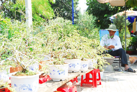 Ông Châu Ngọc Bạc, huyện Chợ Lách, tỉnh Bến Tre bán loại kiểng độc đáo có tên Linh San siêu bông.