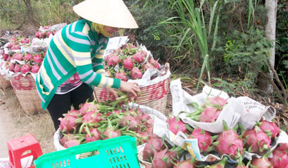 Ngành Nông nghiệp đang đẩy mạnh sản xuất theo hướng chất lượng, bền vững.
