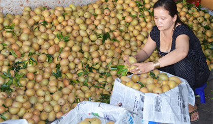 Đóng gói sapô xuất khẩu tại chợ trái cây Vĩnh Kim. Ảnh: Vân Anh