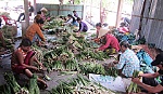 Sả tăng giá, người trồng phấn khởi