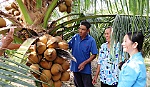 Khá lên nhờ cây dừa xiêm đỏ