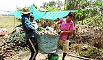 Tân Phước: Khoai mỡ trúng mùa, được giá