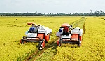 Vụ đông xuân 2014-2015: Nông dân trúng mùa, lãi khá
