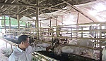 Triệu phú nuôi dê ở miền Tây