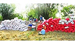 Về lâu dài cần có giải pháp căn cơ trong tiêu thụ lúa gạo