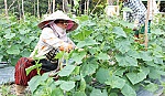 Vợ chồng nông dân vùng lũ cần cù lao động