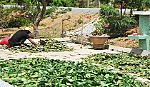 Tân Phú Đông: Thương lái mua lá mãng cầu Xiêm không rõ mục đích