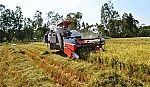 Học người Nhật cách làm cho giá trị hạt lúa tăng lên