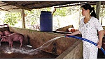 Chị Bùi Thị Bé Mười: Điển hình phụ nữ làm kinh tế giỏi