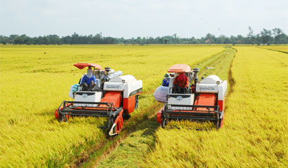 Nông dân xã Phú Nhuận, huyện Cai Lậy thu hoạch lúa đông xuân.