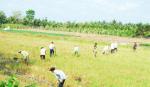 Bài 2: Người trồng lúa đang nghèo trên vựa lúa