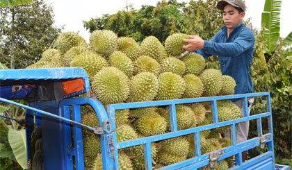 Giao thông nông thôn thông thoáng góp phần phát triển sản xuất của người dân xã Ngũ Hiệp, huyện Cai Lậy. Trong ảnh: Vân chuyển sầu riêng để bán cho các điểm thu mua xuất khẩu. Ảnh: NGỌC LAN