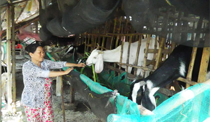 Chị Nguyễn Thị Danh (xã Bình Nghị, huyện Gò Công Đông) chăm sóc dê do Dự án Chăn nuôi dê sinh sản cải thiện vệ sinh môi trường cung cấp. Ảnh: Ngô Văn