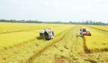 Những cánh đồng lúa mênh mông và được mệnh danh là “Vựa lúa Quốc gia”, là “chén cơm” của thế giới.