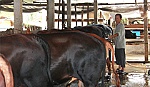 Ông Nguyễn Văn Ân: Vượt khó trở thành chủ trang trại