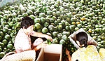 Cam sành tăng giá kỷ lục