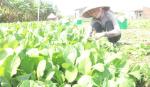 HTX điển hình tiên tiến: Động lực phát triển kinh tế tập thể