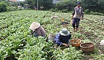 Tiêu thụ nông sản: Ai chịu trách nhiệm?
