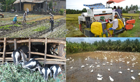 Muốn nông nghiệp phát triển toàn diện, quan trọng nhất là cần chấm dứt cách làm manh mún, cục bộ, đơn ngành; phải có sự cộng tác và điều phối đa ngành. Ảnh minh họa: Như Lam