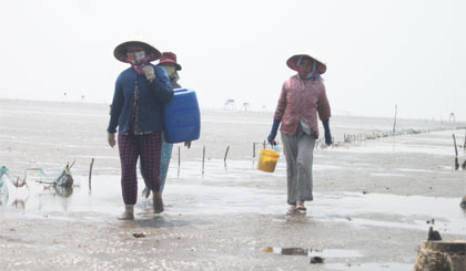 Người cào nghêu thất vọng trở về khi phát hiện nghêu bị chết.